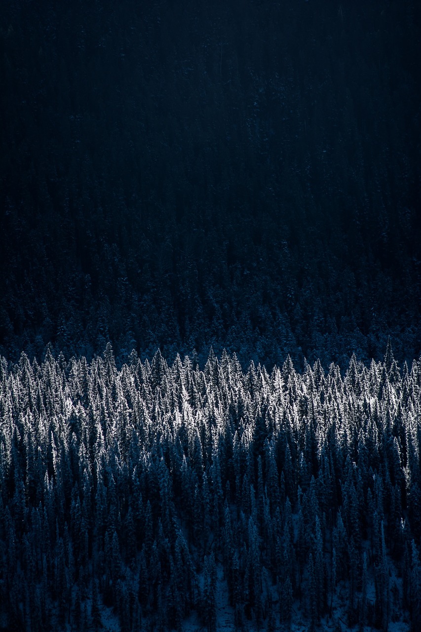 frosty forest winter free photo