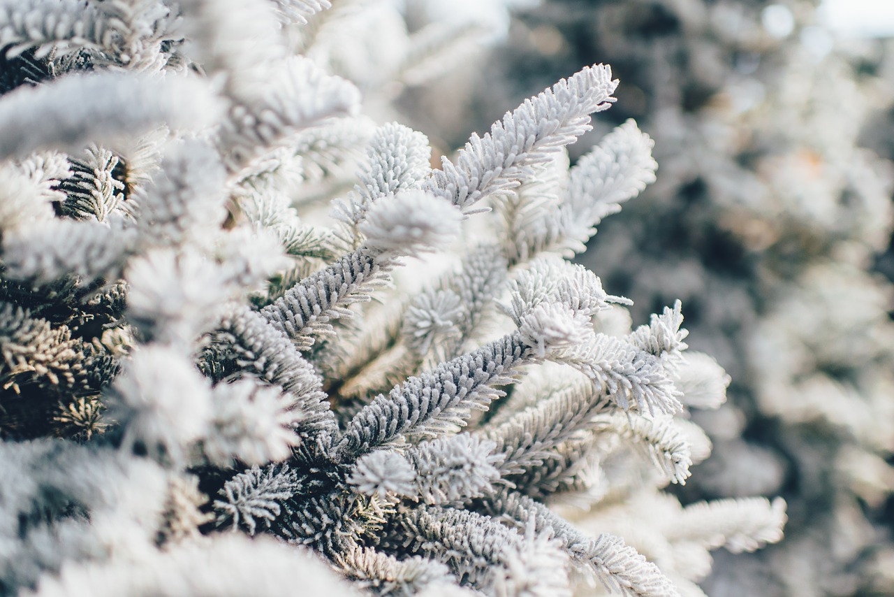 frosty pine tree snow free photo