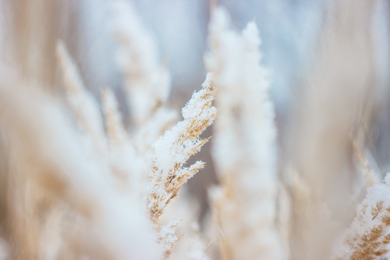 frosty wheat field macro free photo