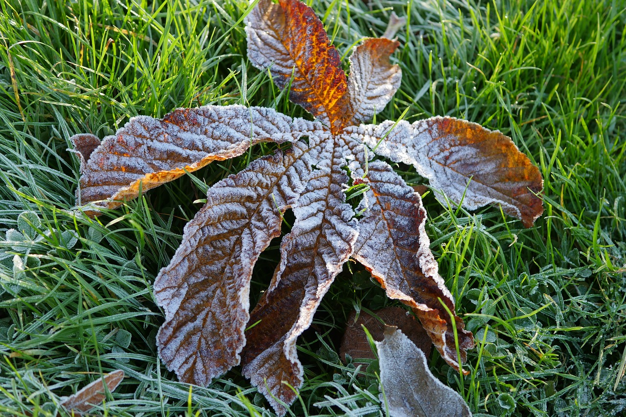 frosty chestnut leaf free photo