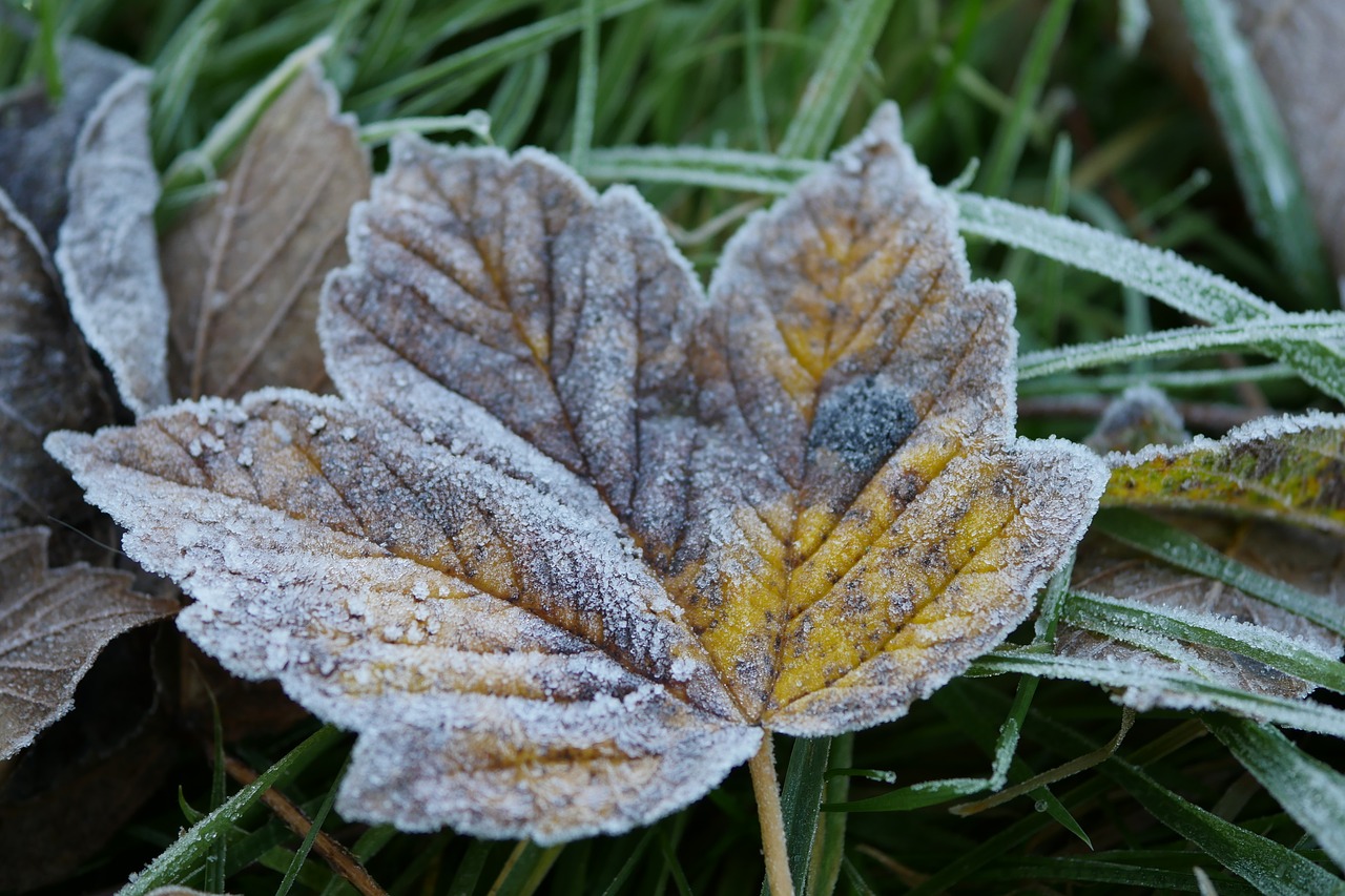 frosty leaf yellow free photo