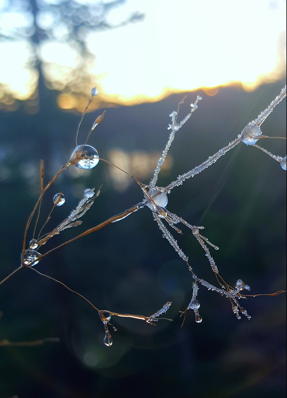 frosty ice drop free photo