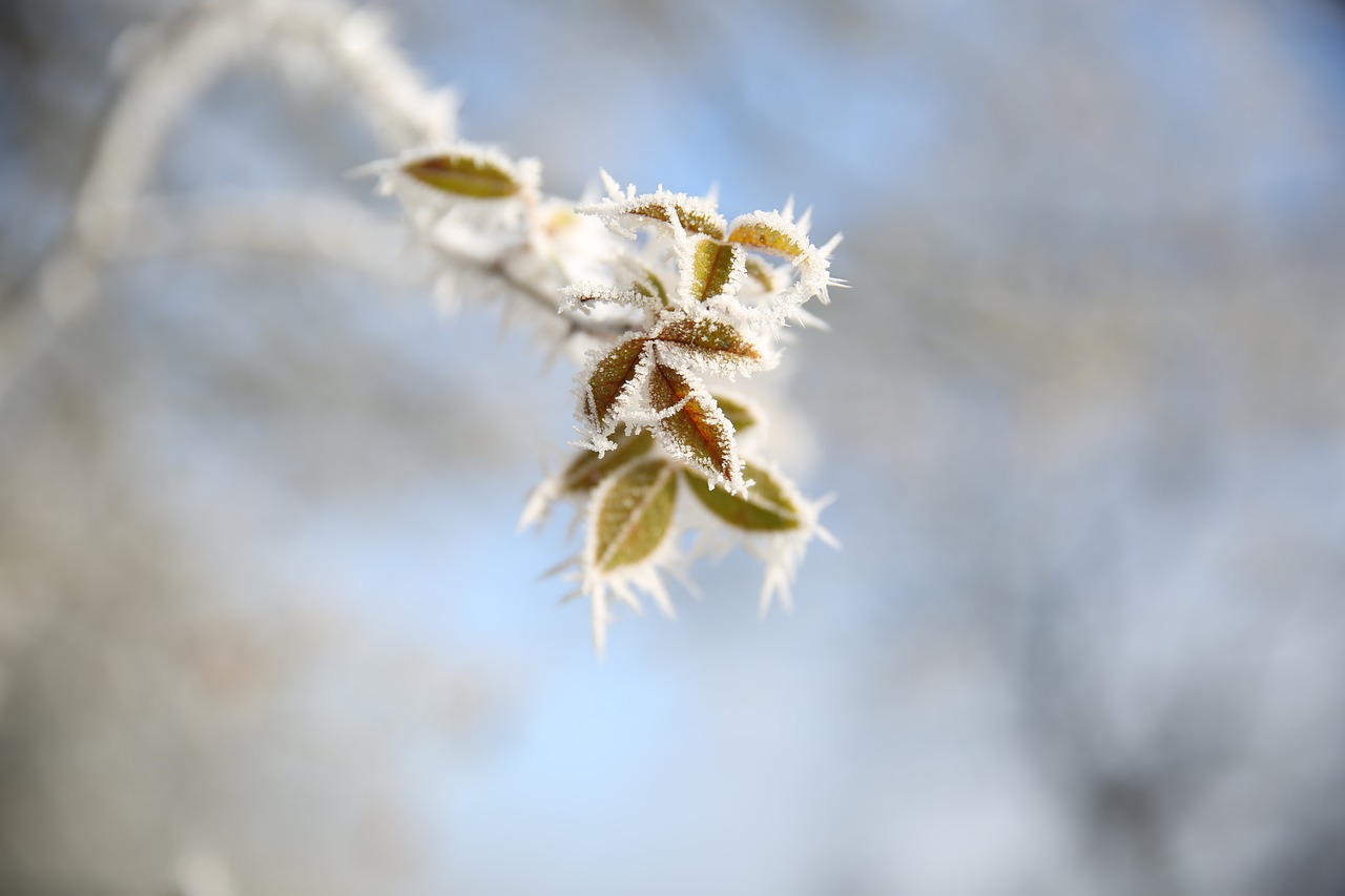 frosty  ice  winter free photo