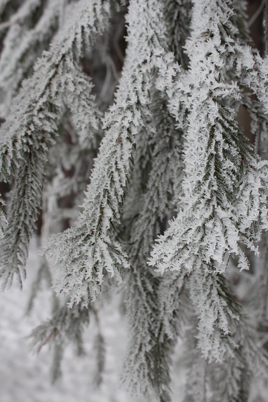 frosty  tree  winter free photo