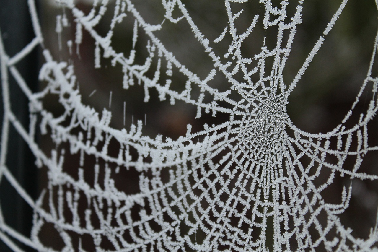 frosty spiderweb cold free photo
