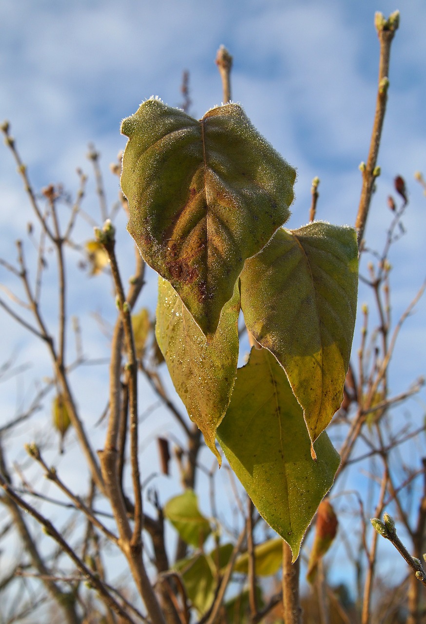 frosty leaves autumn free photo