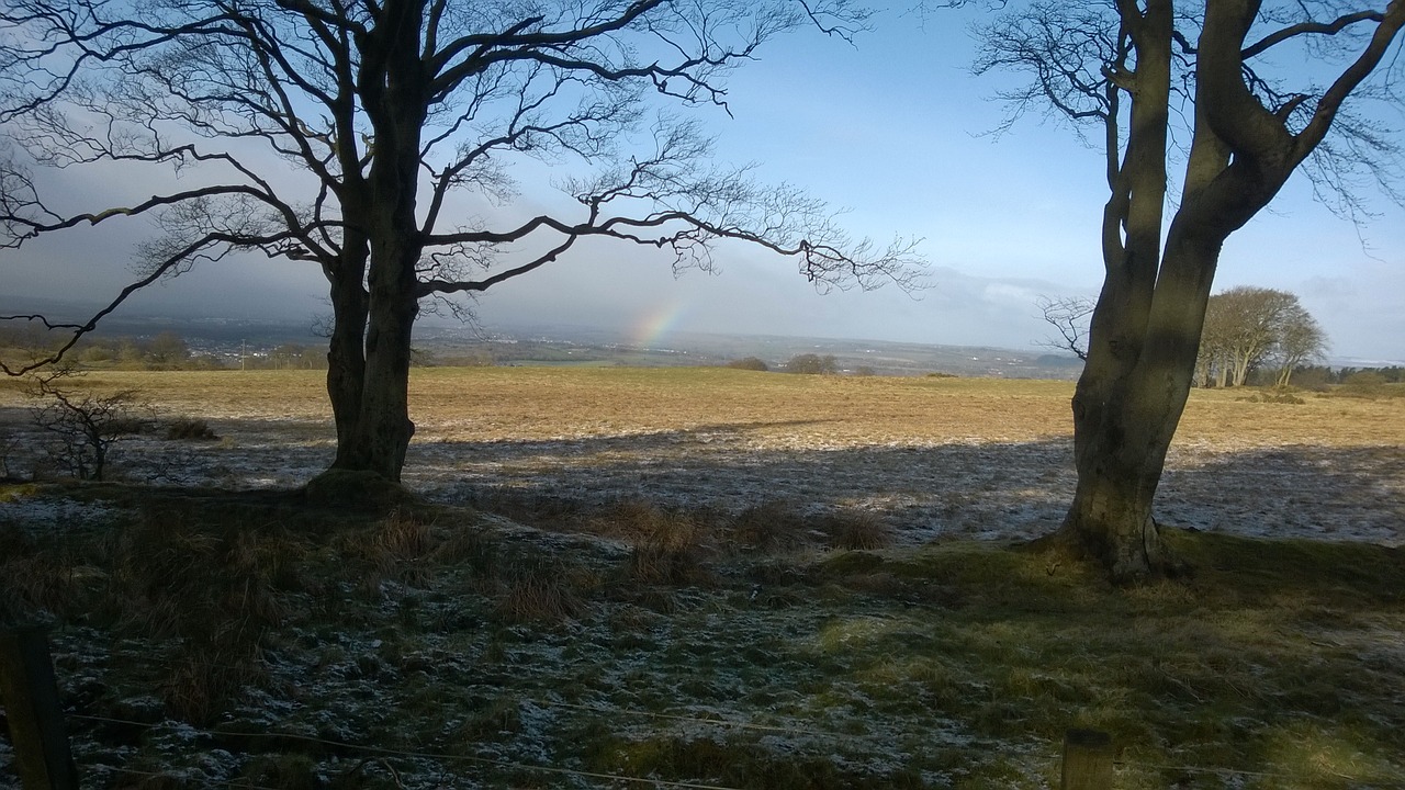 frosty trees bathgate hills free photo