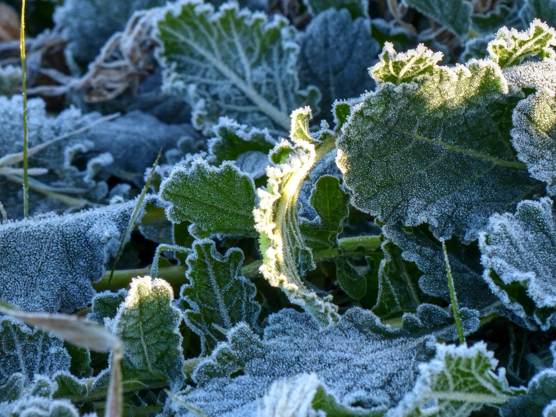 frost ice crystals plant free photo