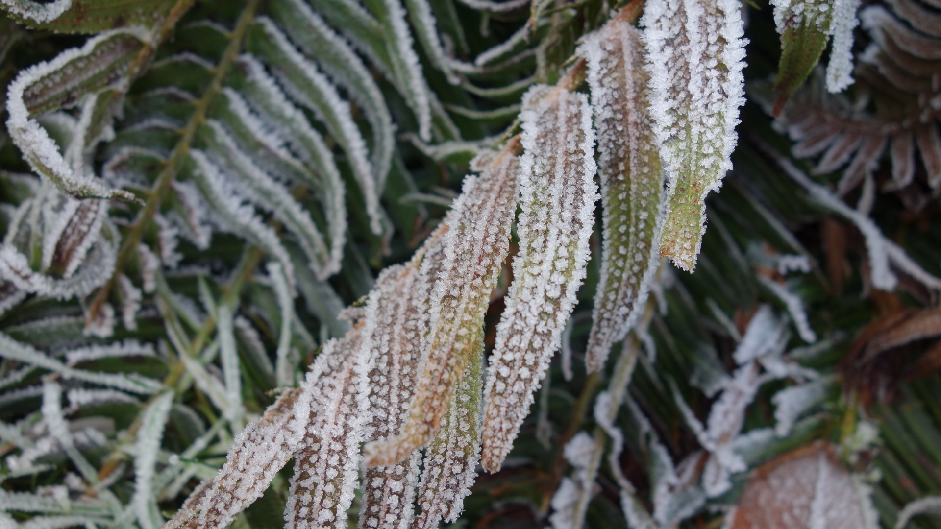 frost winter fern free photo