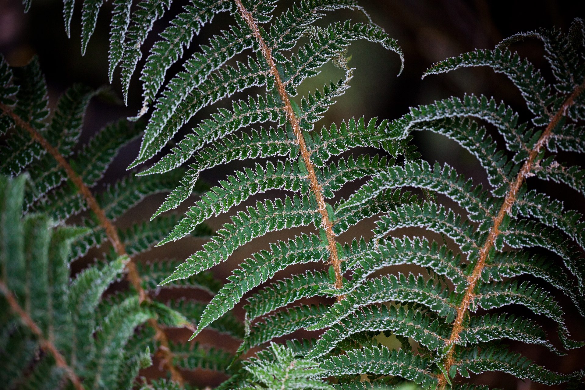 cold fern floral free photo