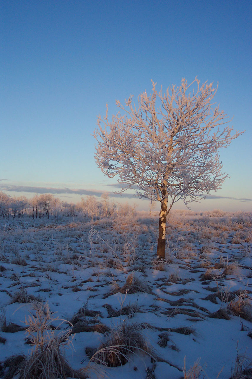 frost frosty landscape free photo