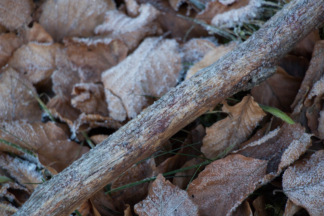 frosty leaves  forest  winter free photo