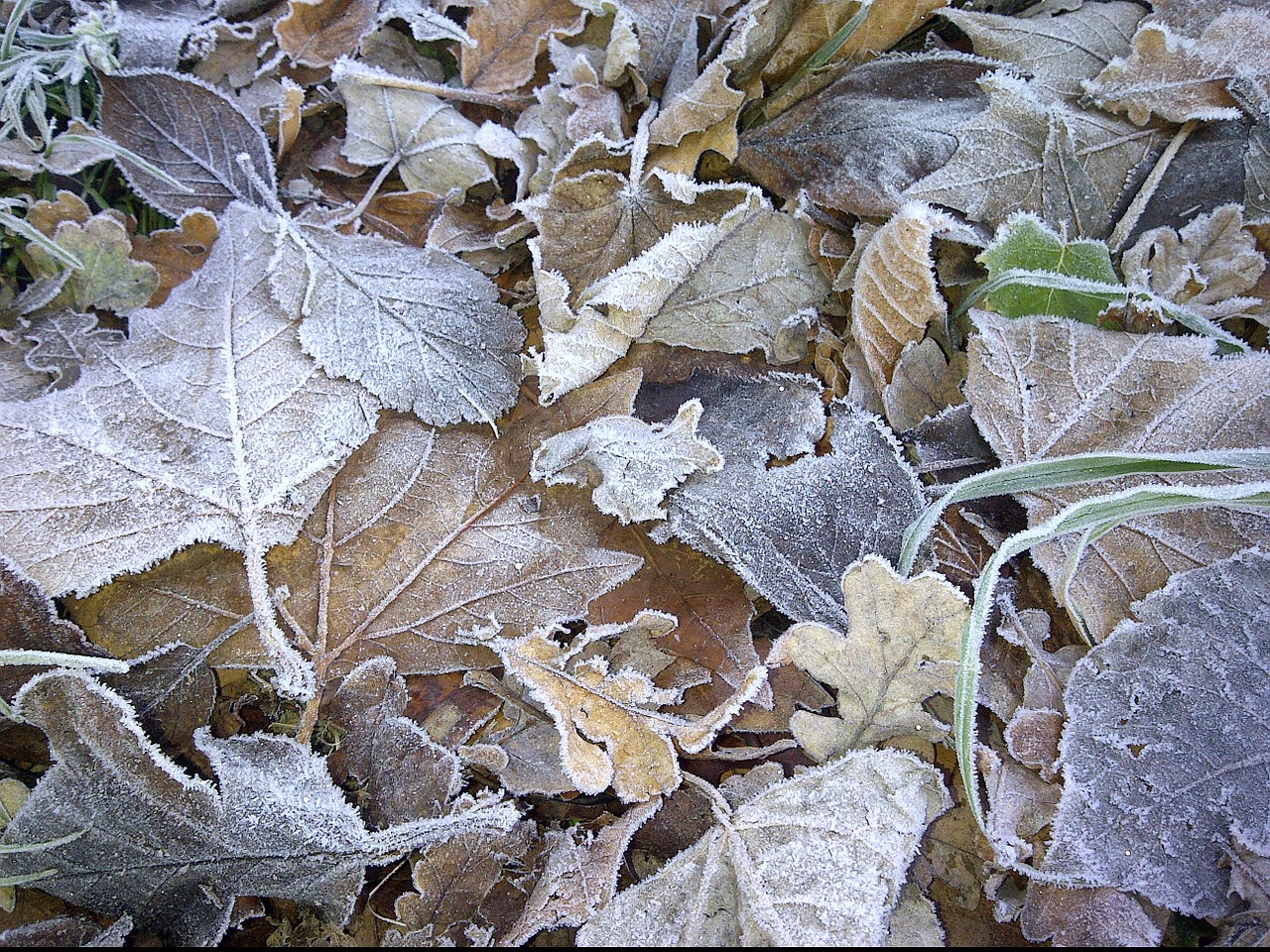 frosty leaves brown nature free photo