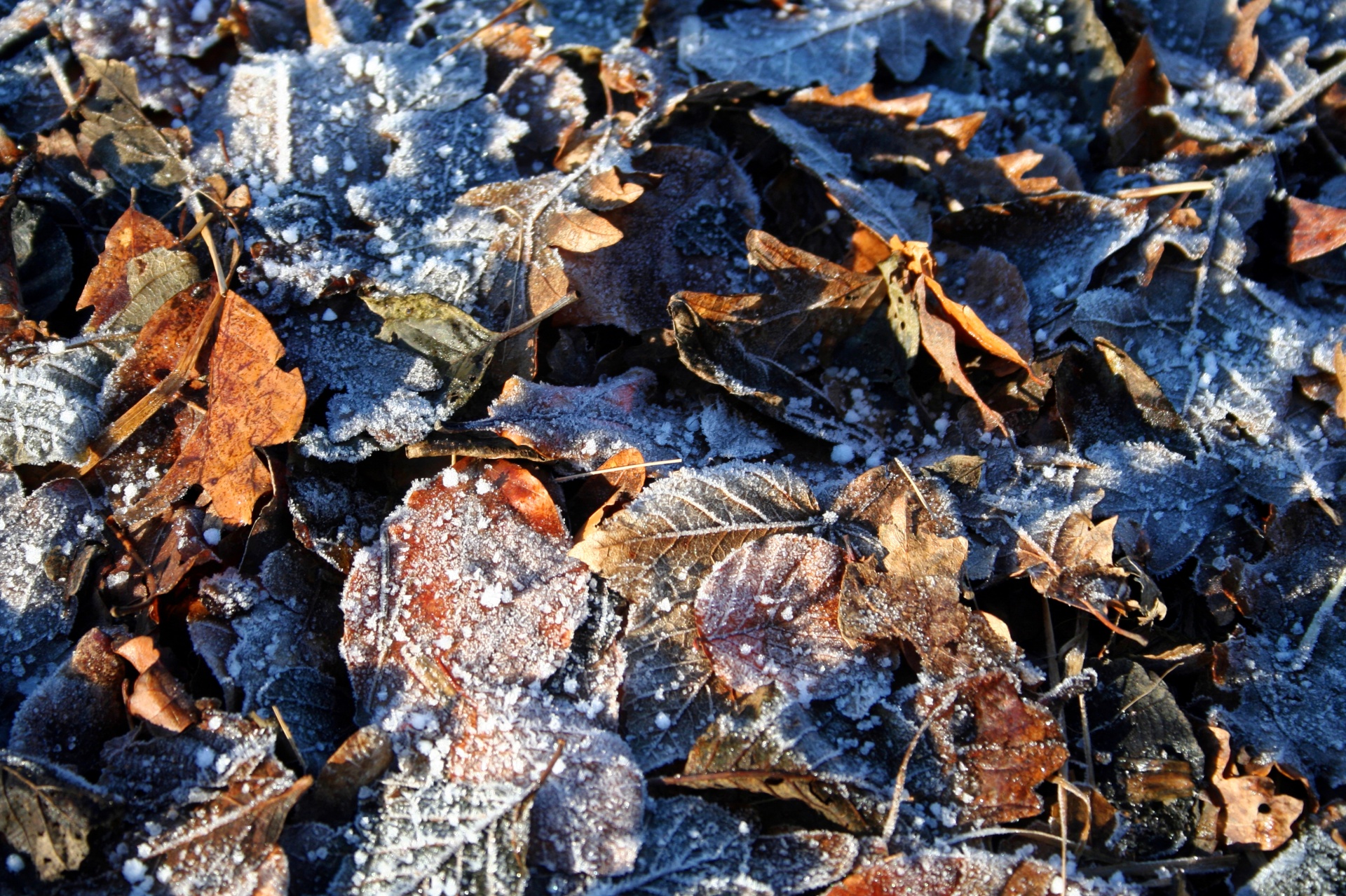 frost frosty leaves free photo