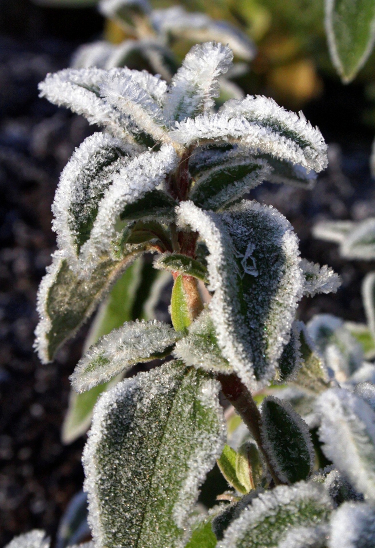 frost frosty plant free photo