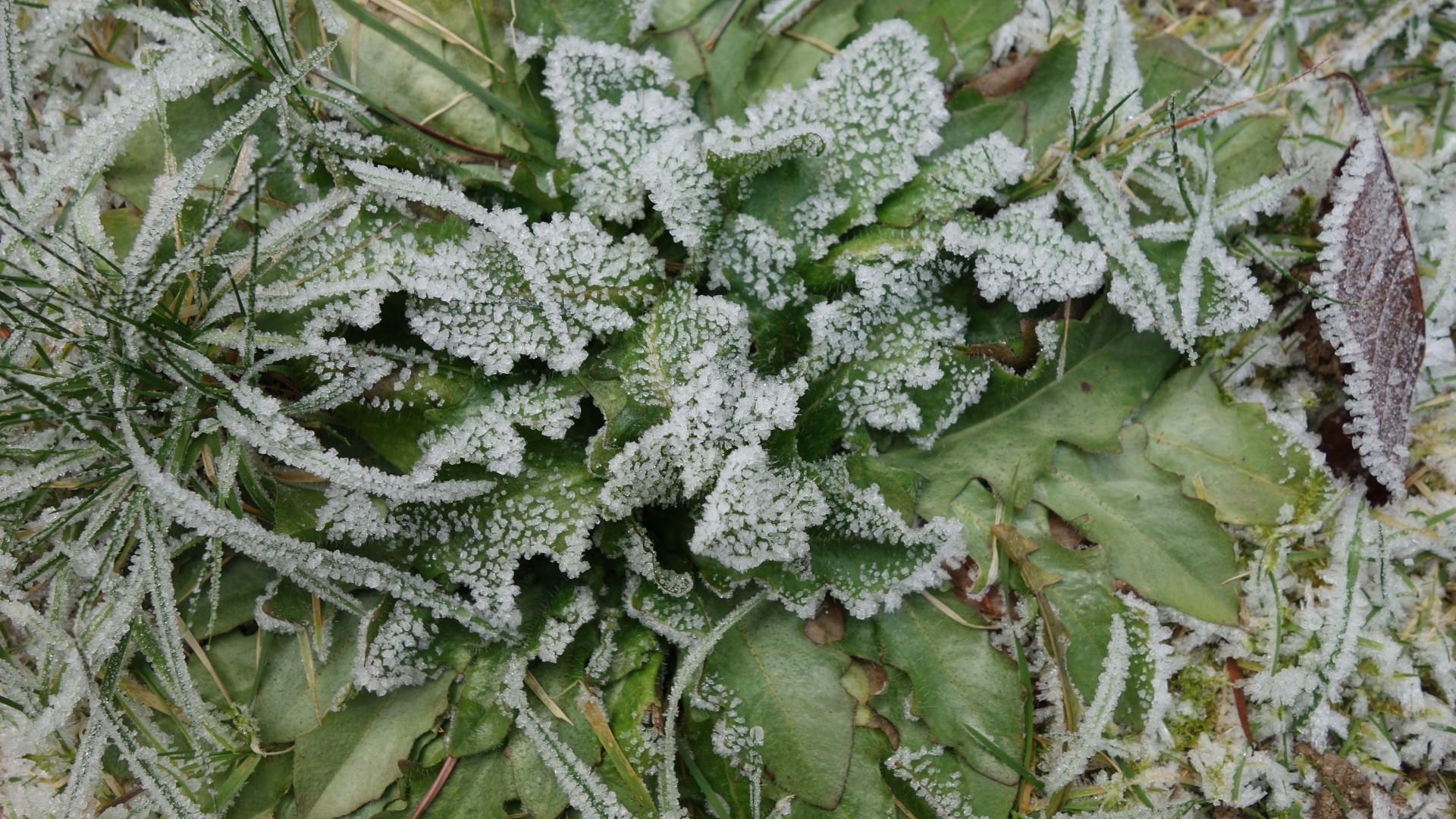 frost winter plant free photo