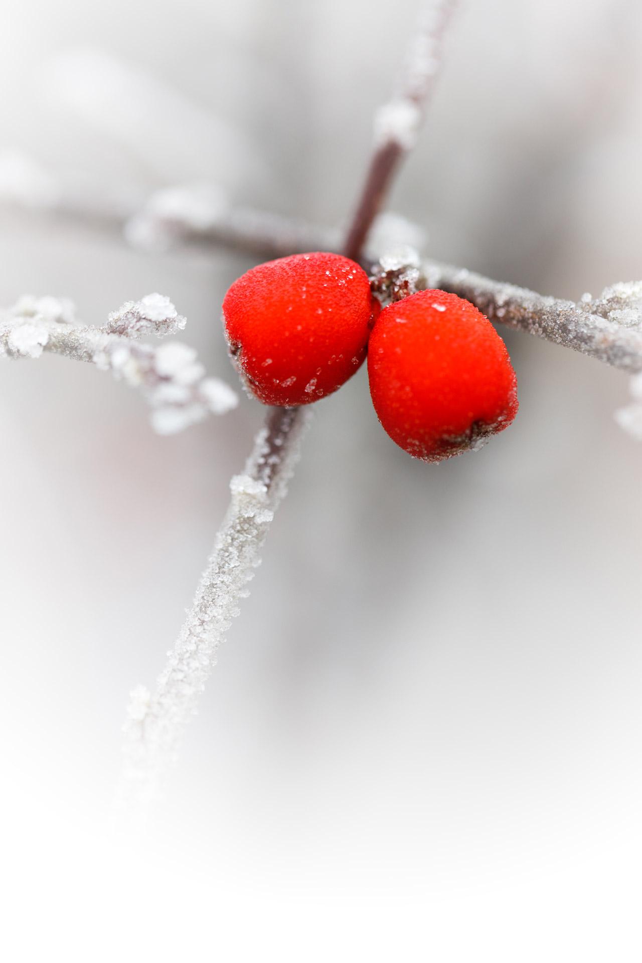 red berries branch cold free photo