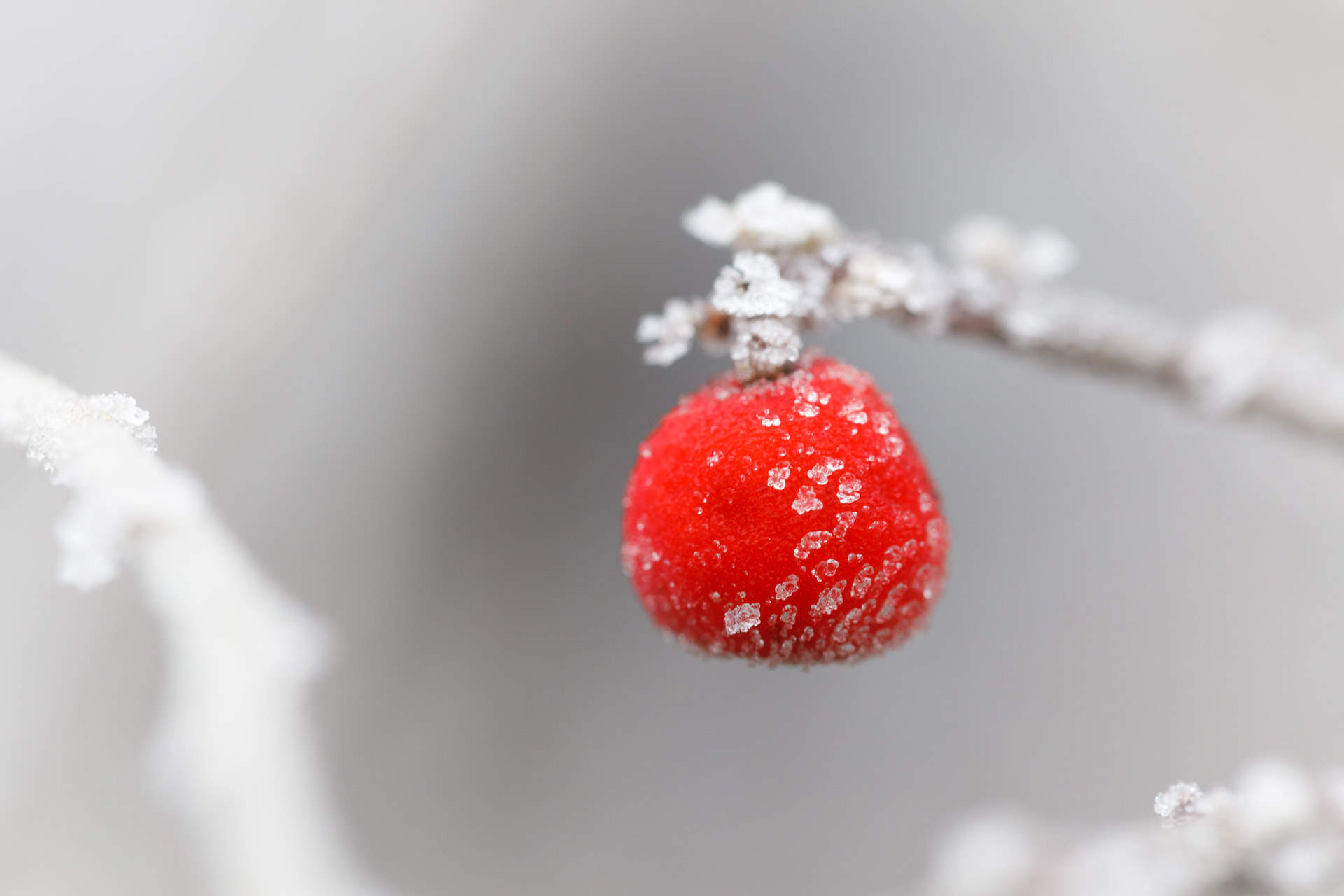 red berry branch cold free photo