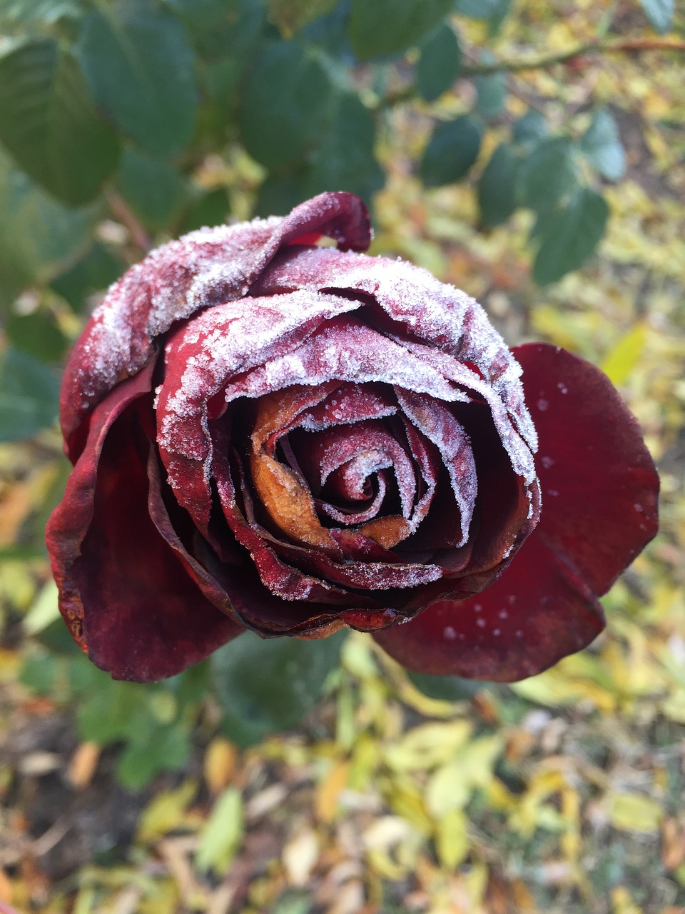 frosty rose red rose beautiful flower free photo