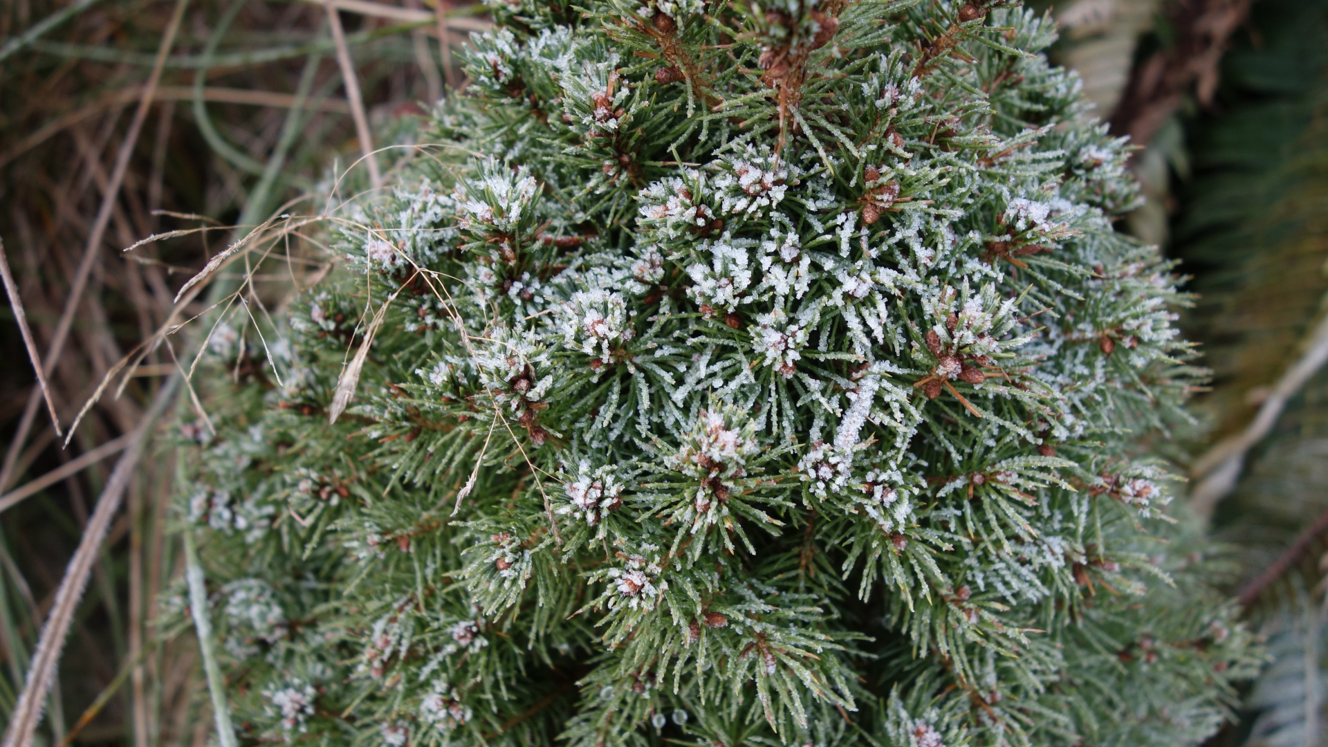 frost winter spruce free photo