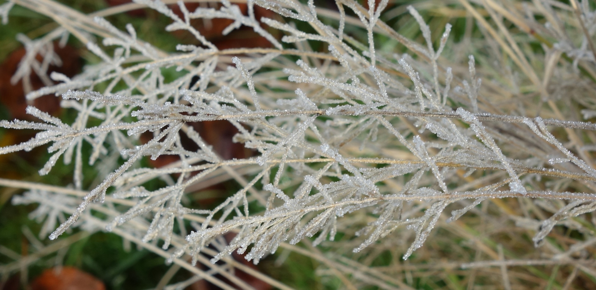 frost sparkly frosty weed free photo