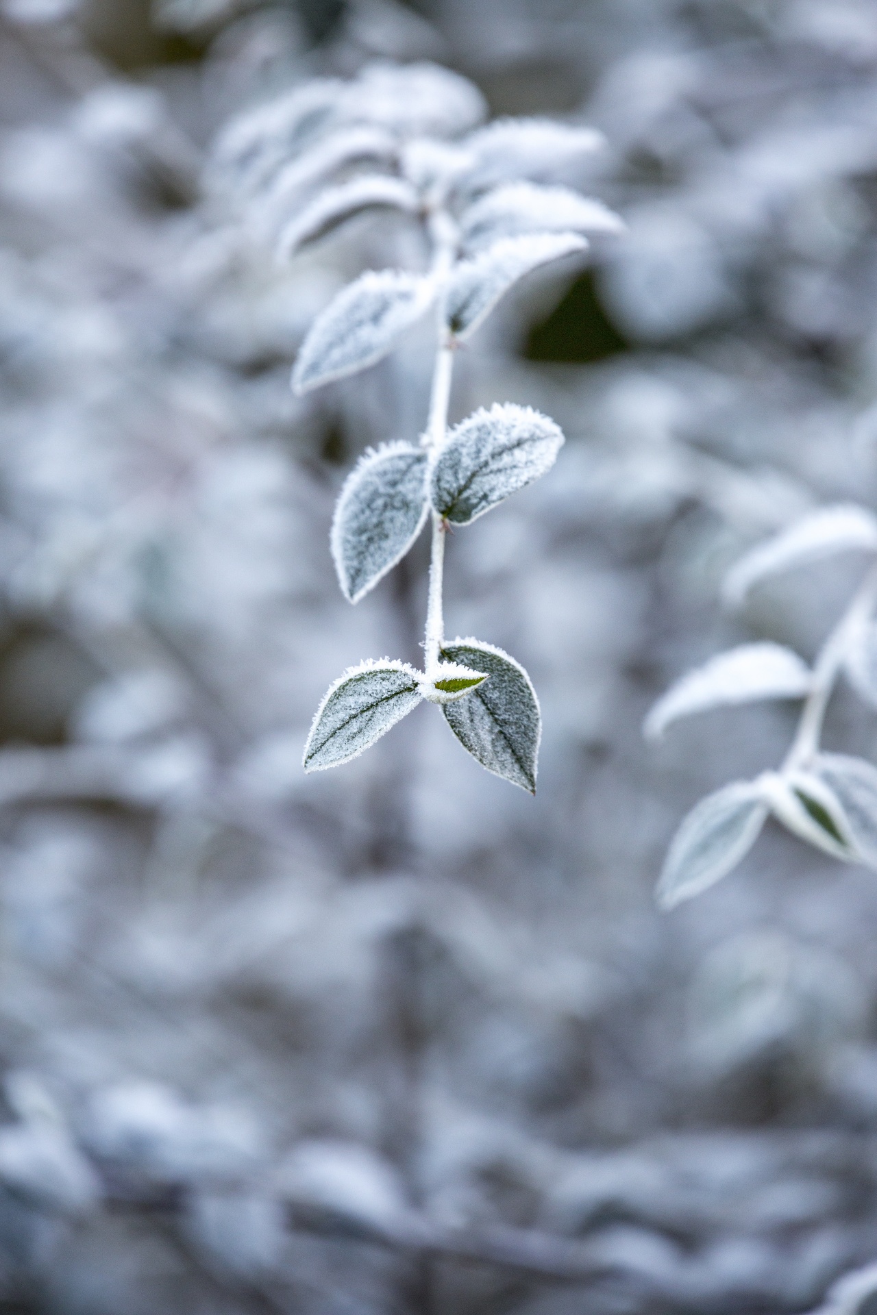 branch - plant part environment forest free photo