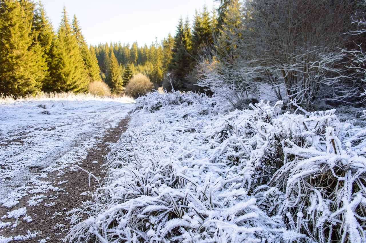 frozen snow fall free photo