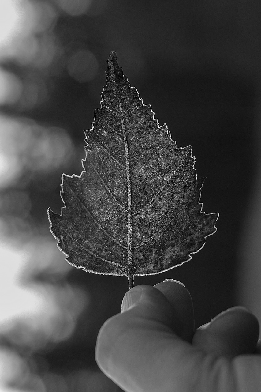 frozen leaf give free photo