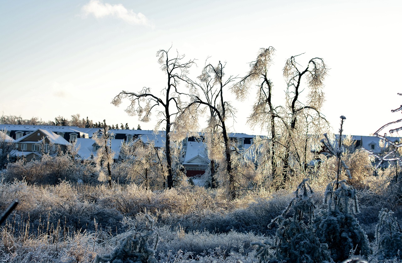 frozen ice trees free photo