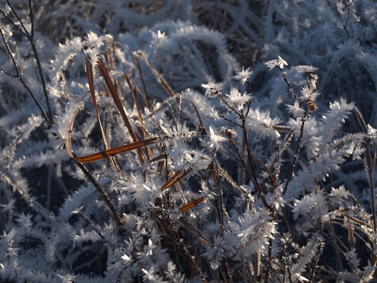 frozen reeds winter free photo