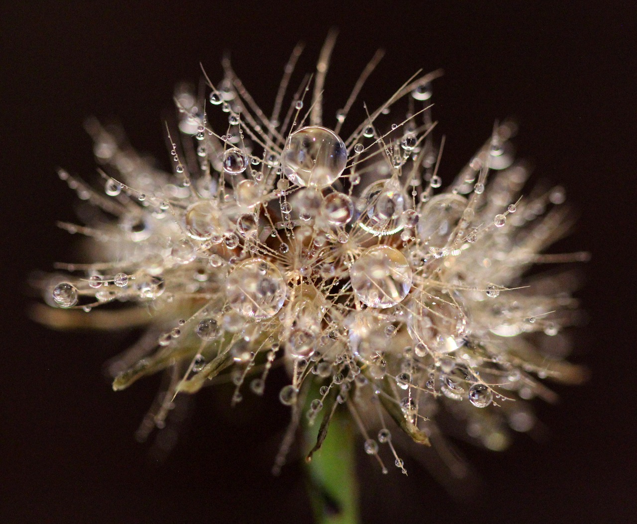 frozen dewdrops morning free photo