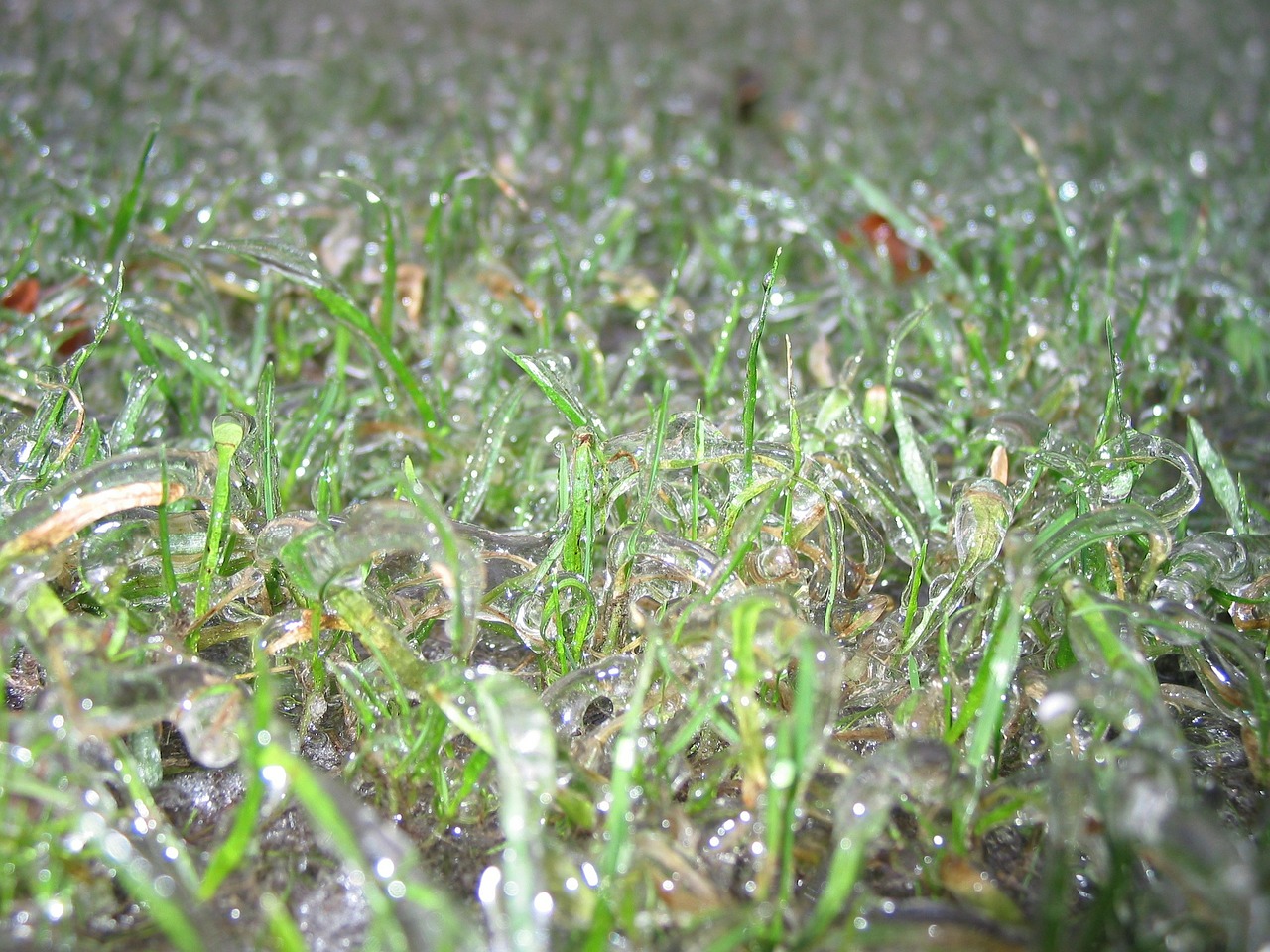 frozen freezing rain cold free photo