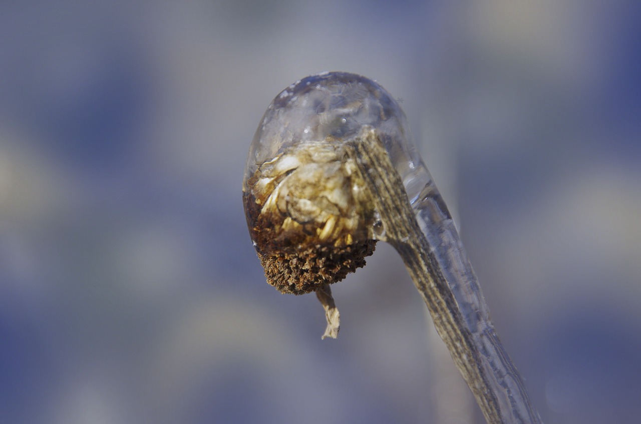 frozen flower bud winter free photo