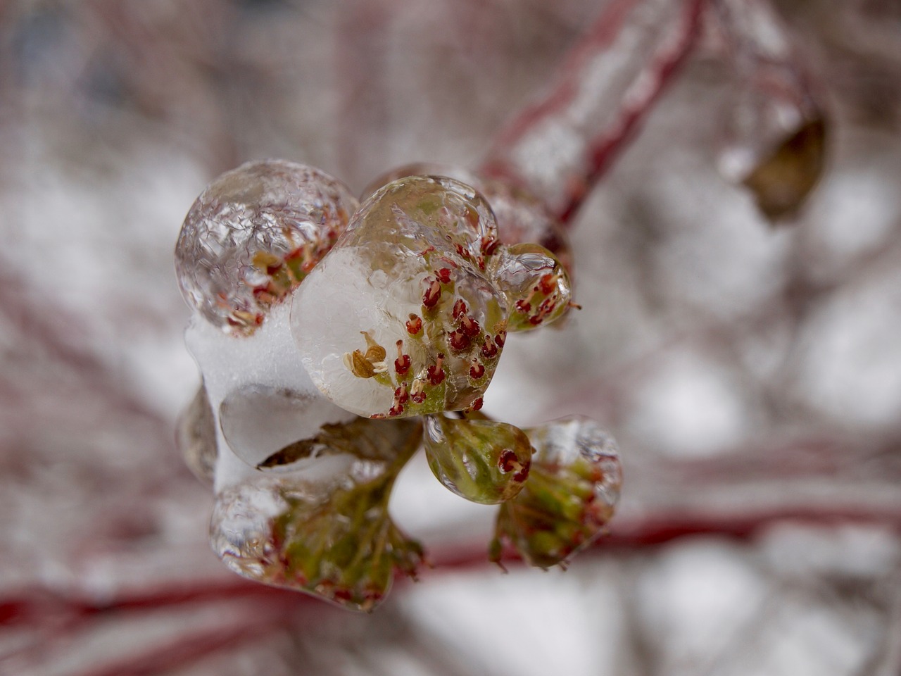 frozen ice winter free photo