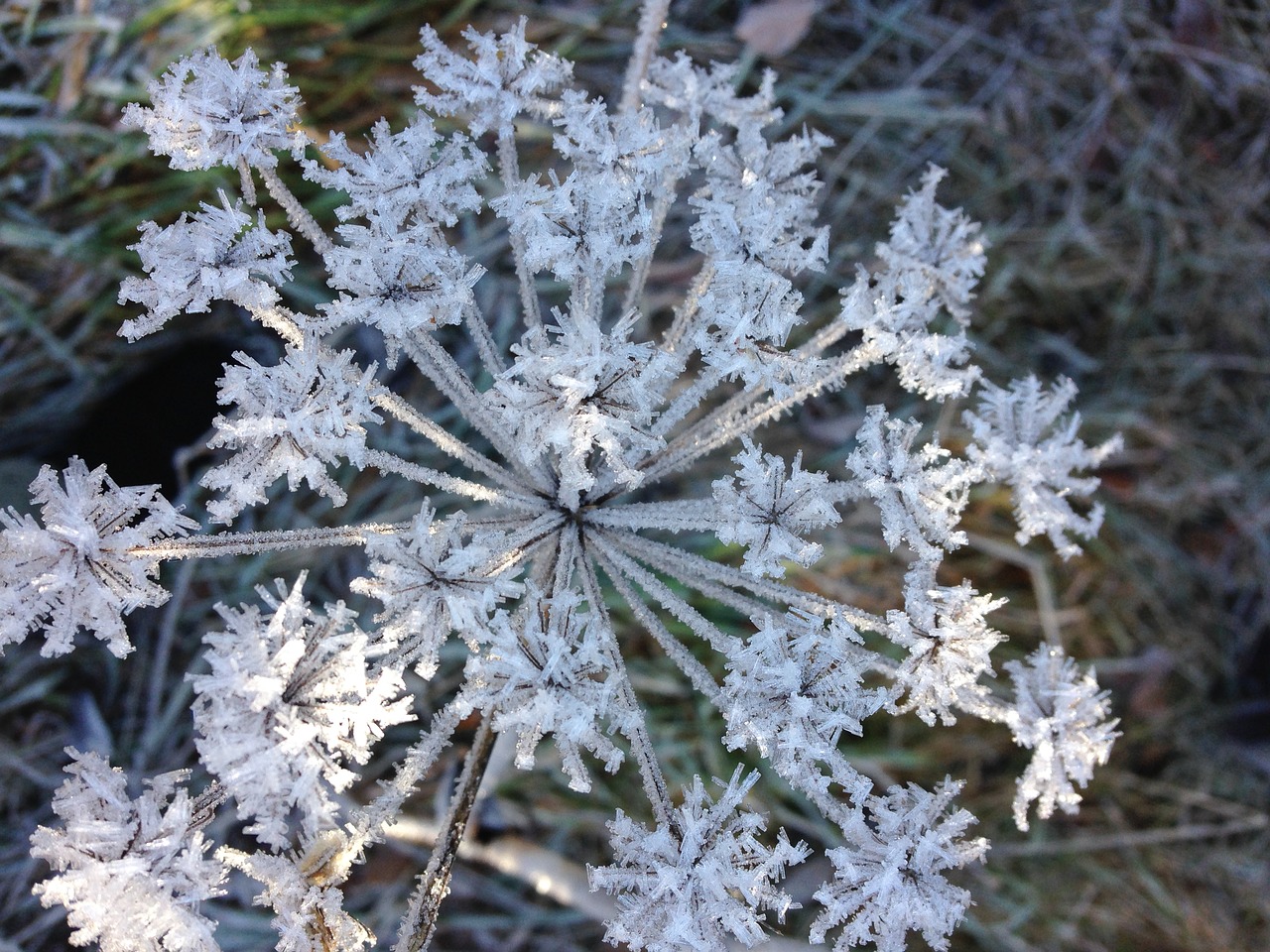 frozen eiskristalle winter free photo
