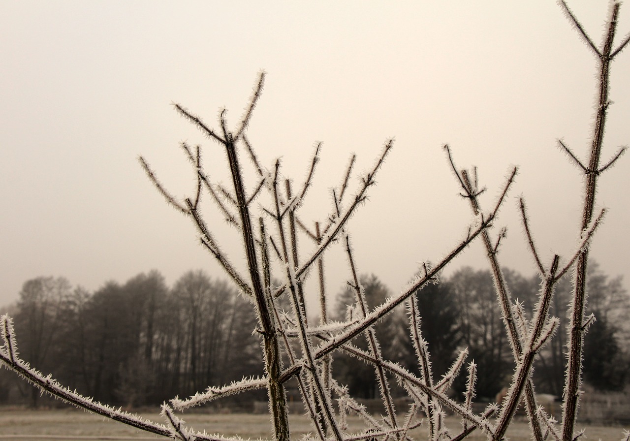 frozen frost iced free photo