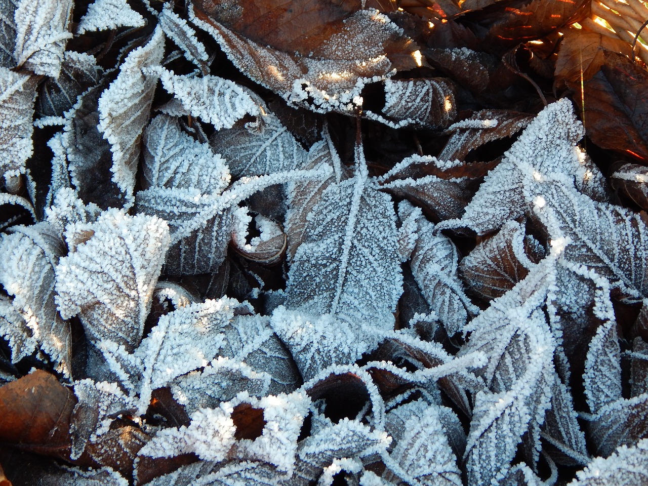 frozen winter leaves free photo