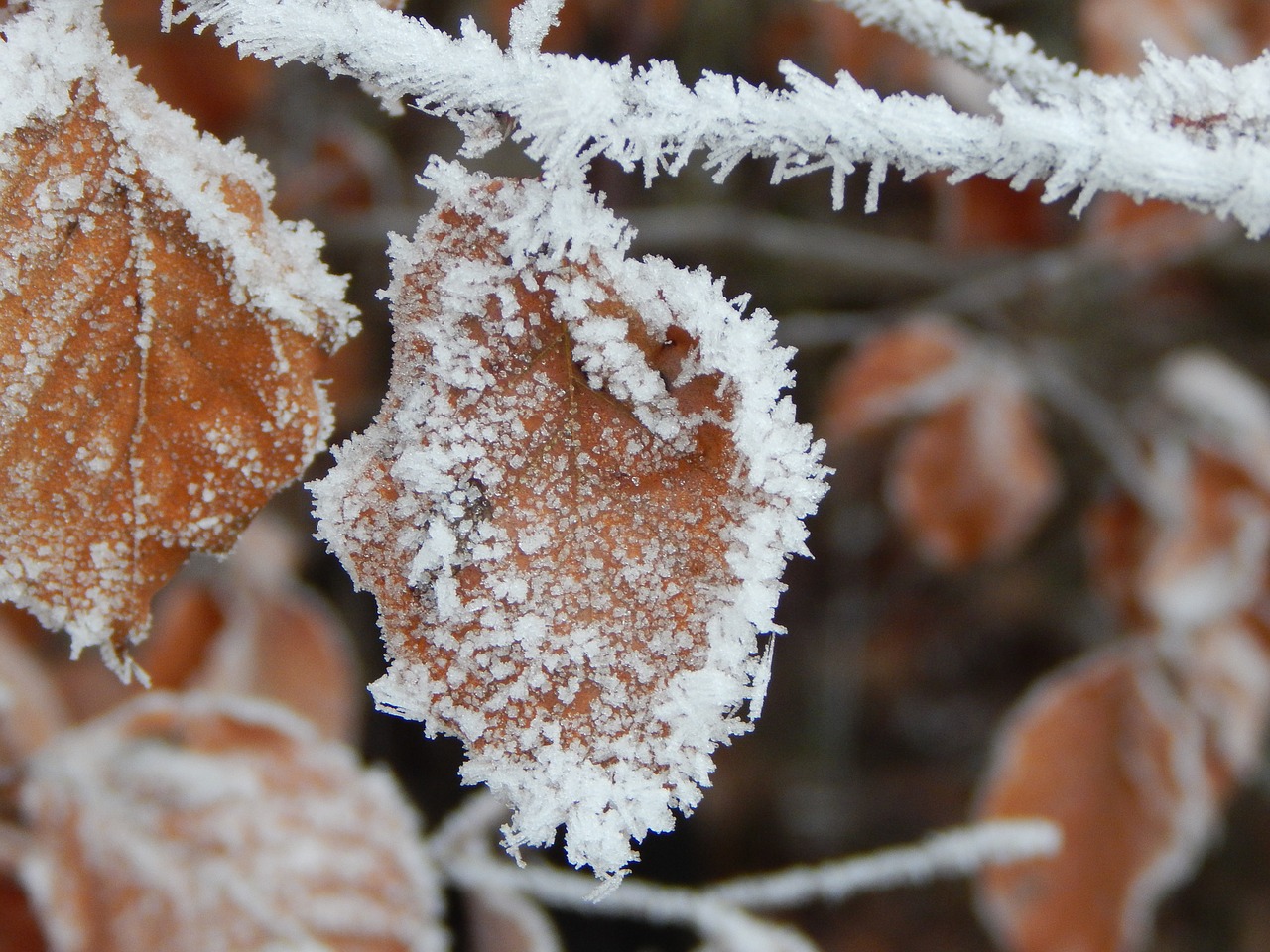 frozen ice winter free photo