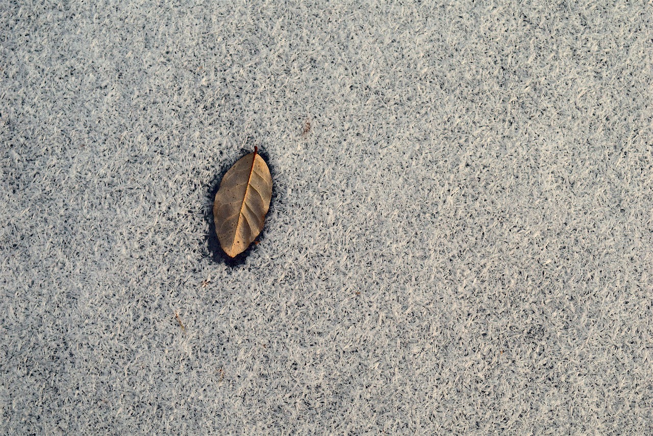 frozen leaf snow free photo