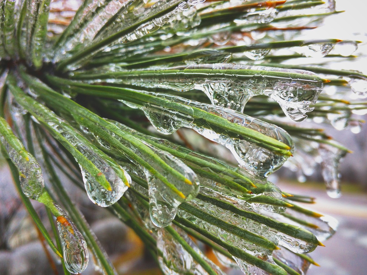 frozen alpine tree free photo