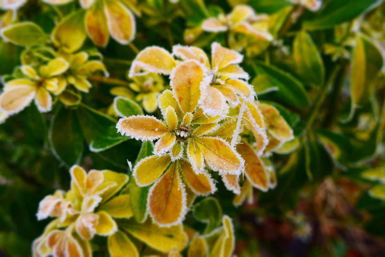 frozen leaves frozen leaves free photo