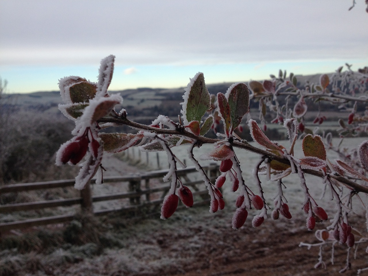 frozen fence field free photo