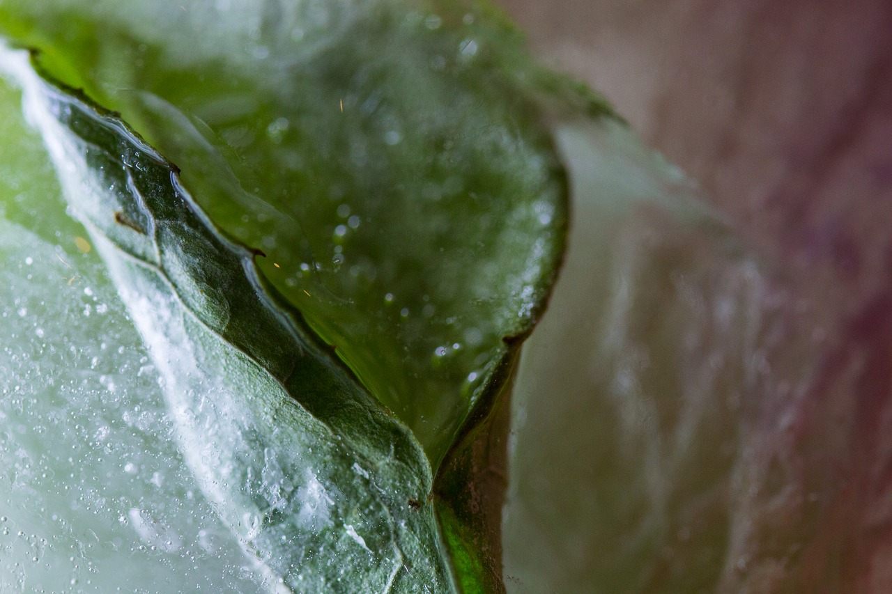 frozen ice leaf free photo