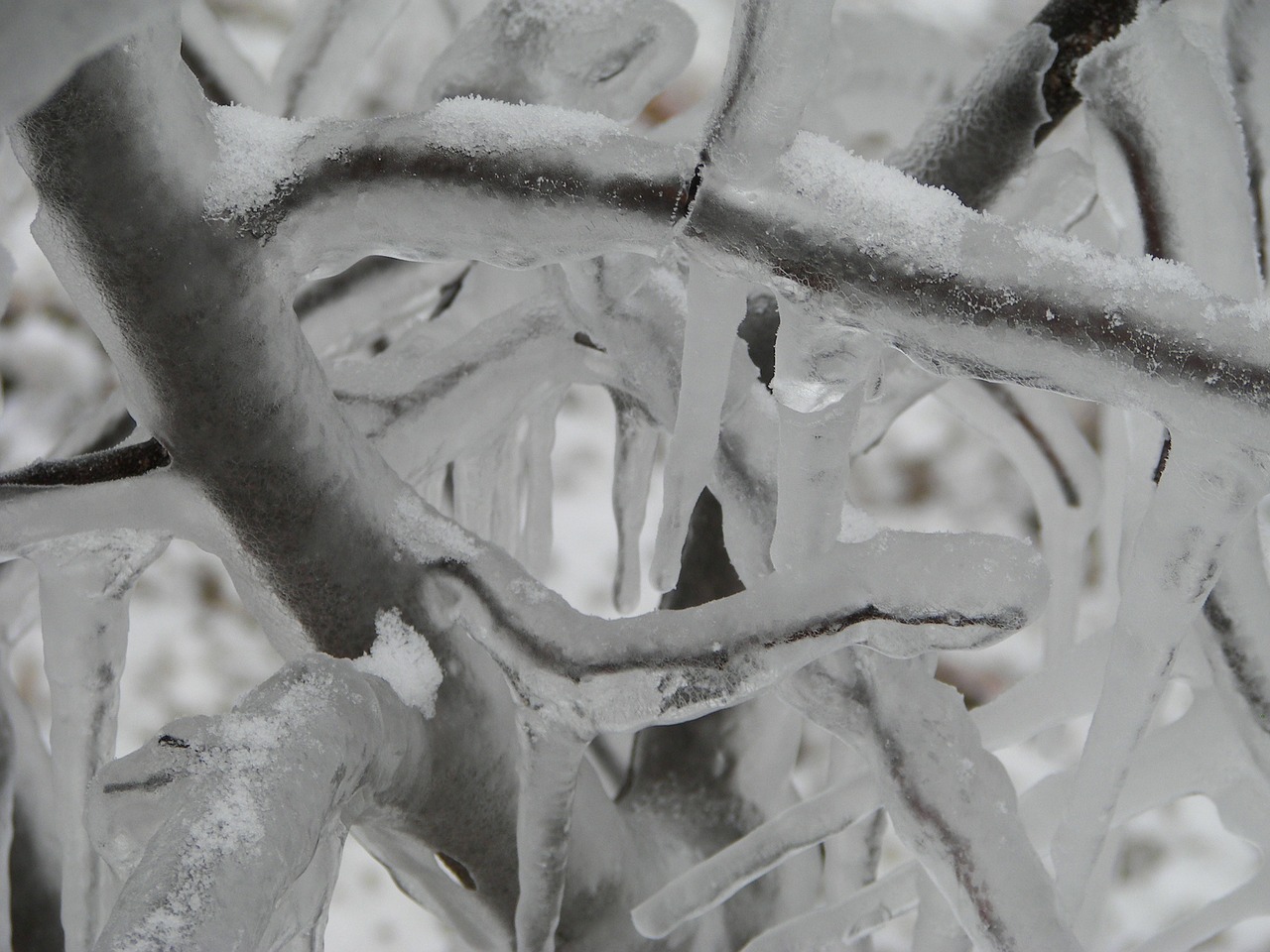 frozen ice storm branches free photo