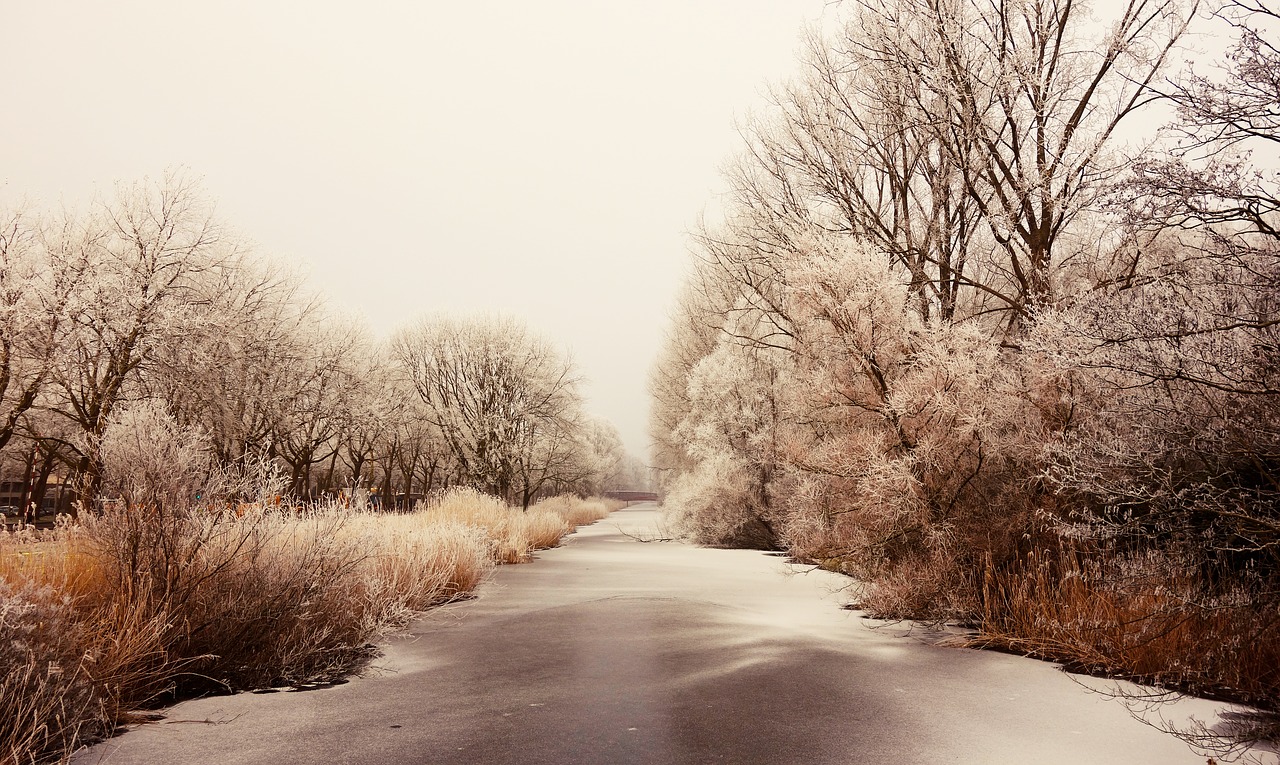 frozen hoarfrost ice free photo