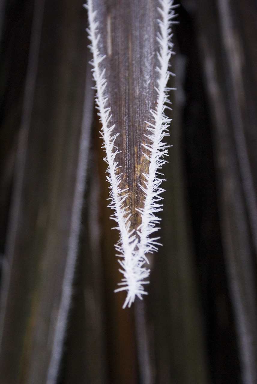 frozen frost leaf free photo