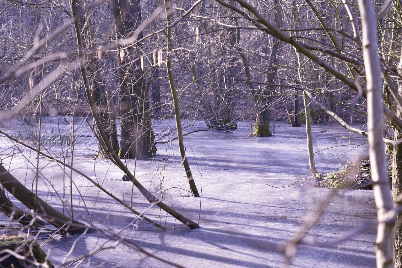 frozen  winter forest  cold germany free photo