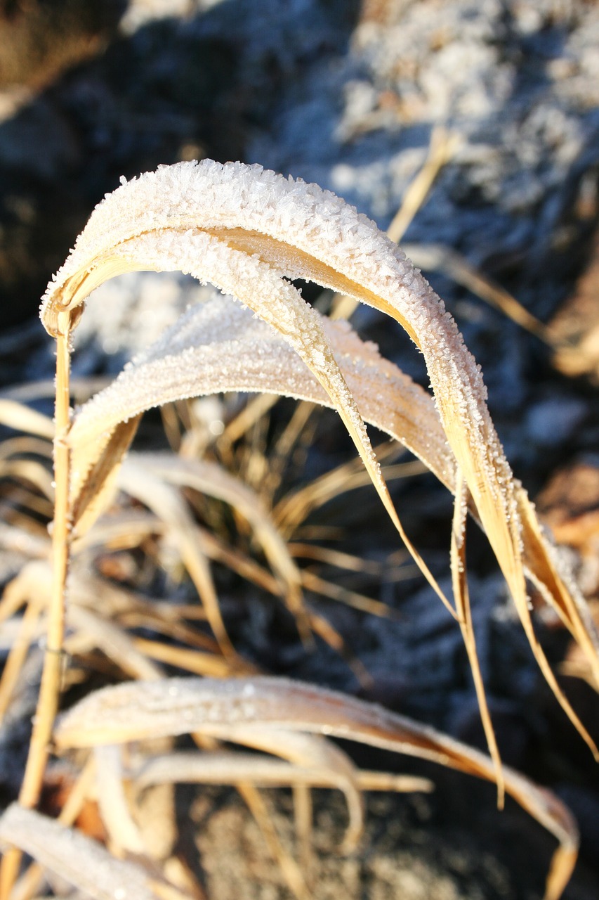 frozen  nature  winter free photo