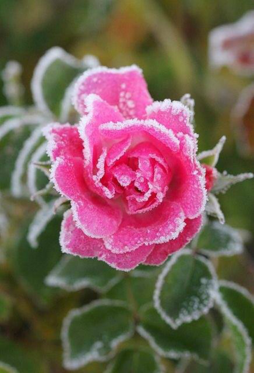 frozen  rose  recently free photo