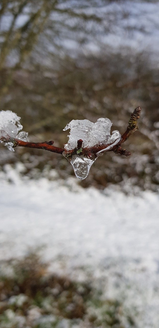 frozen  rain  ice free photo